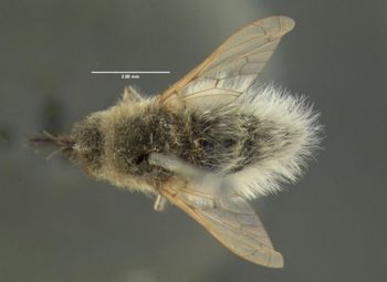 Media type: image;   Entomology 12725 Aspect: habitus dorsal view
